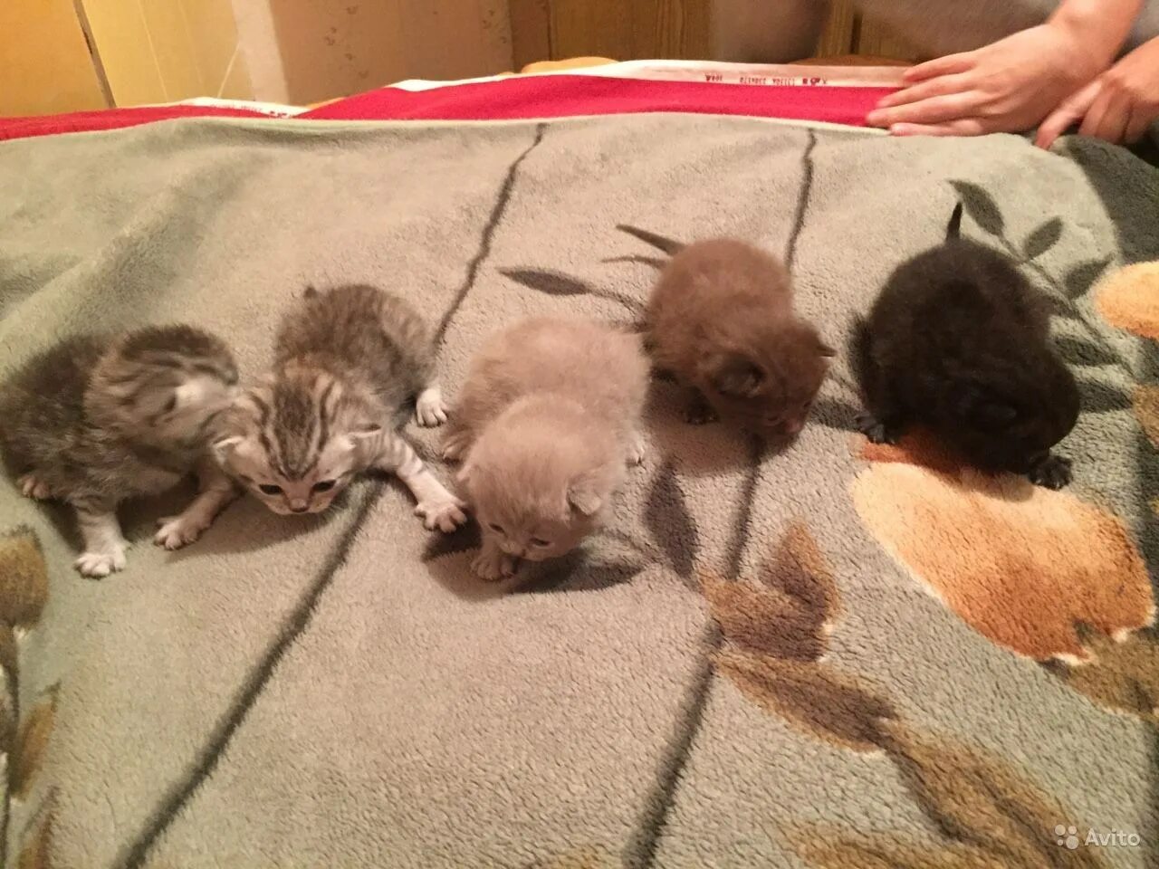 Котенок 1 неделя фото Котята первый день жизни: найдено 88 картинок