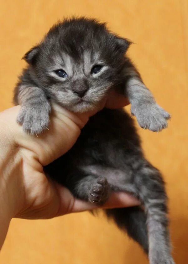 Котенок 1 неделя фото Питомник Мэйн кунов Catsvill County, Мейнкун ласковый гигант, котята мейн куны, 