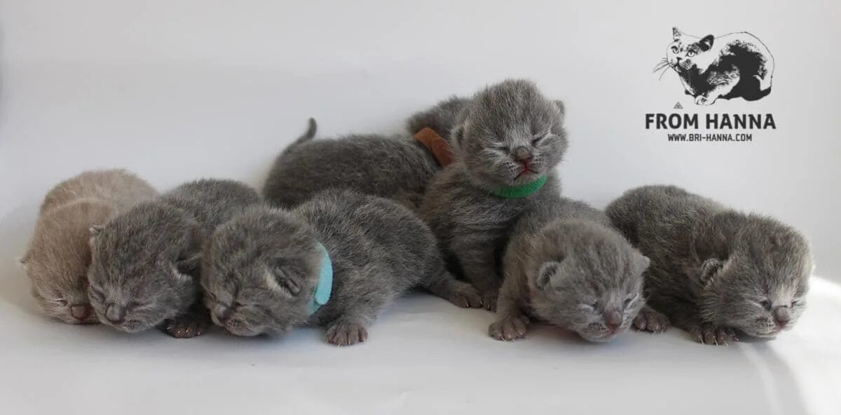 Котенок 1 неделя фото Британские котята фотографии, развитие котят по месяцам с фото и видео