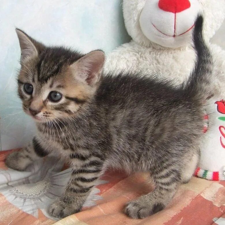 Котенок 1.5 месяца фото Отдам котёнка - купить в Увельском, бесплатно, продано 4 ноября 2017 - Кошки