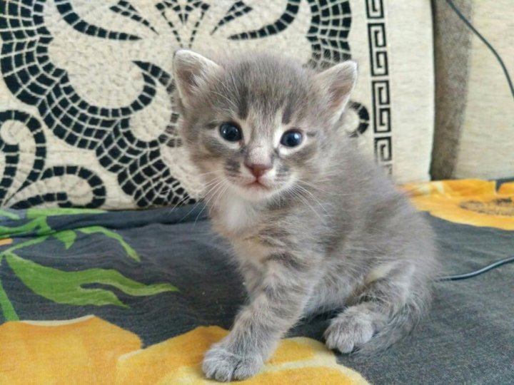 Котенок 1.5 месяца фото Котенок 1 месяц - купить в Набережных Челнах, цена 500 руб., продано 20 февраля 