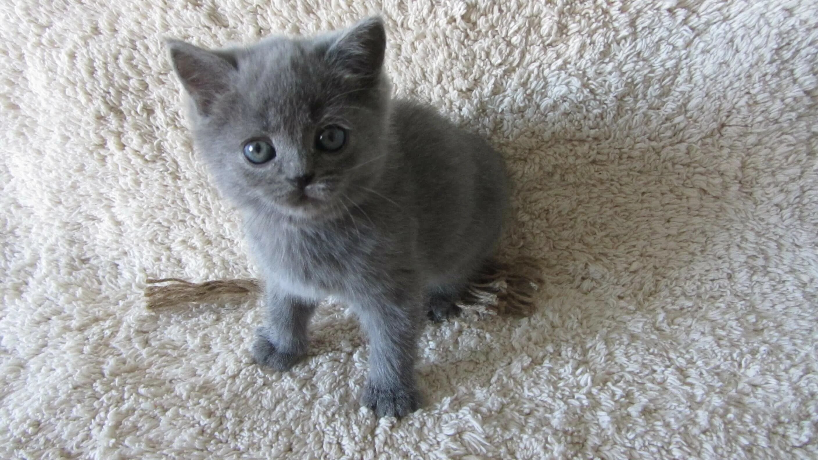 Котенок 1.5 месяца фото Плюшевый британский котенок