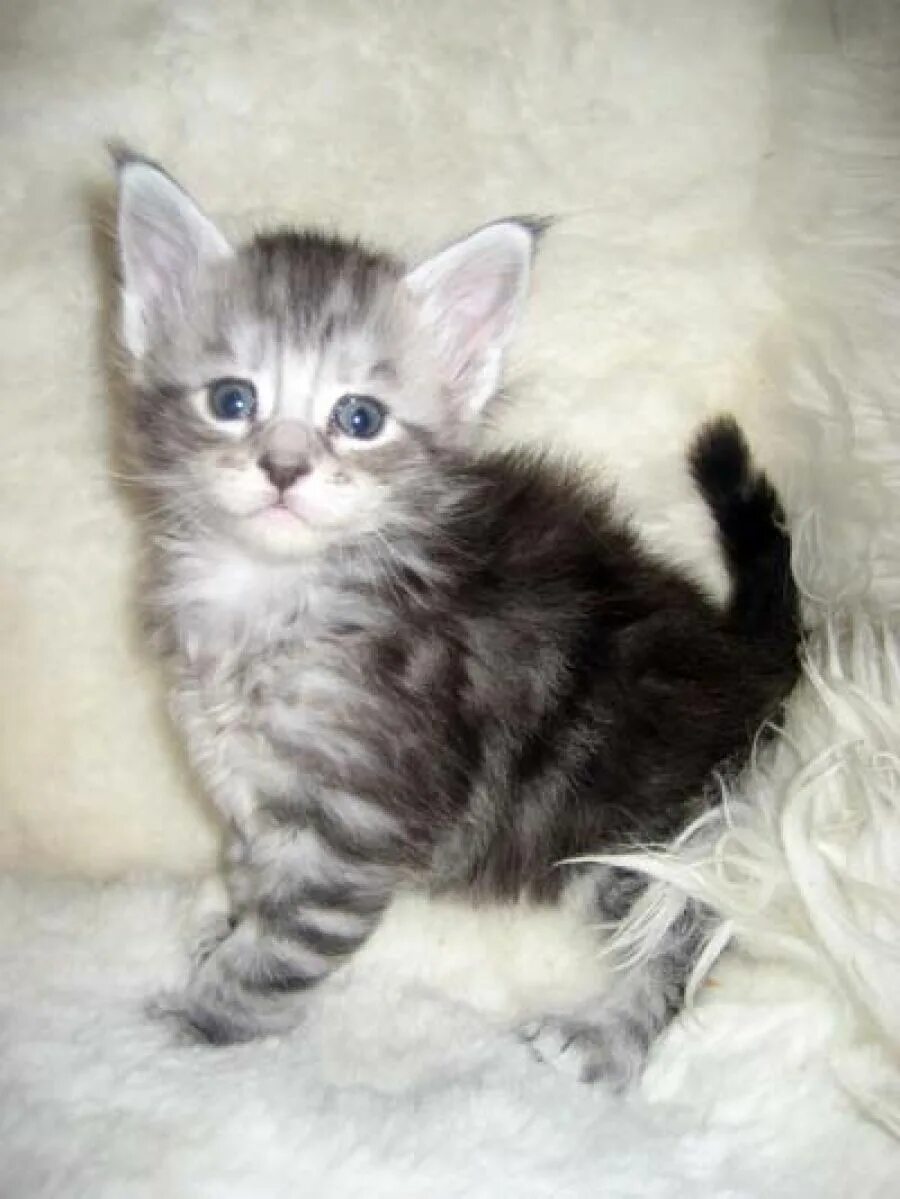 Котенок 1.5 месяца фото Фотографии кошек мейн-кун, фотографии котят мейн кунов - Coon Way Flint