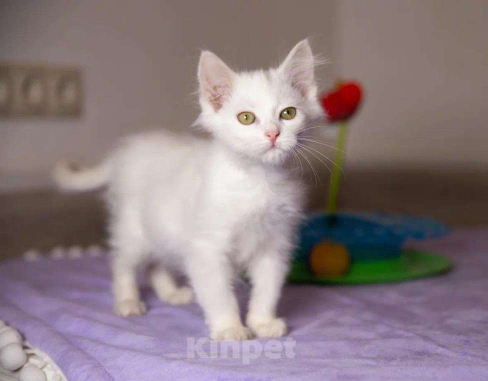 Котенок 10 месяцев фото Котёнок в добрые руки - купить, продать или отдать на Kinpet