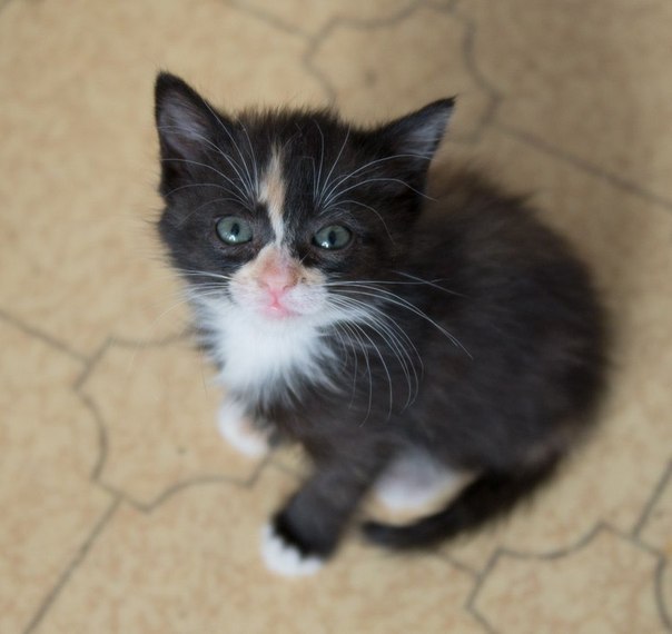Котенок 10 месяцев фото Котенок 10 месяцев