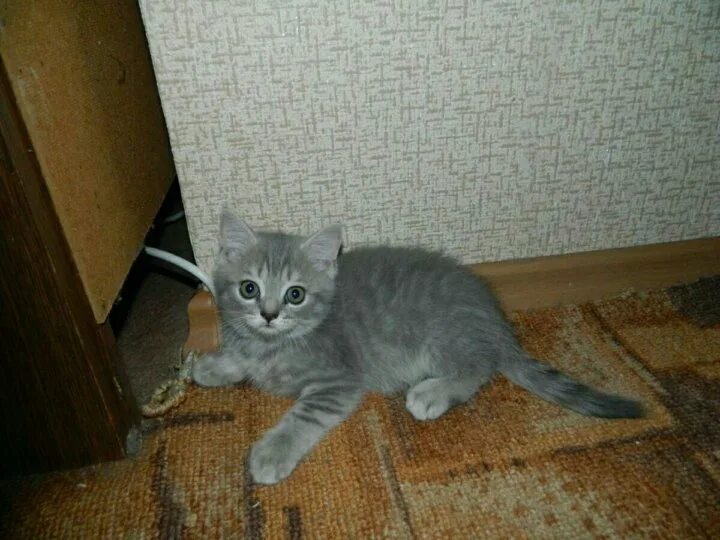 Котенок 2 3 месяца фото Котятки британцы 2 мес - купить в Волгограде, цена 200 руб., продано 4 августа 2