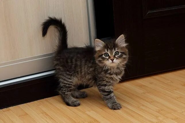 Котенок 2 3 месяца фото К Киевский - Тварини в Харківська область - OLX.ua