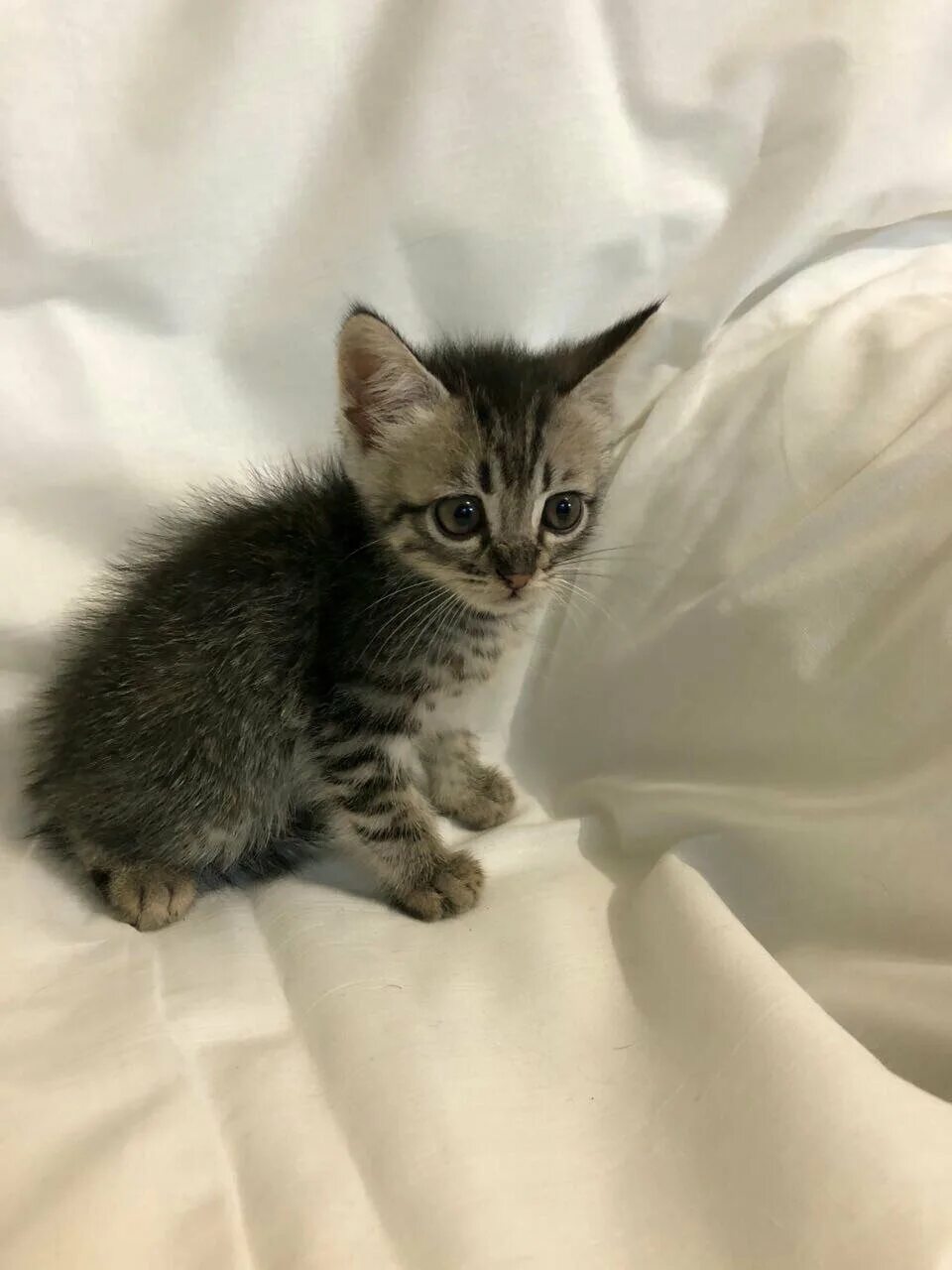 Котенок 2 5 месяца фото Картинки КОТ 1 5 МЕСЯЦЕВ