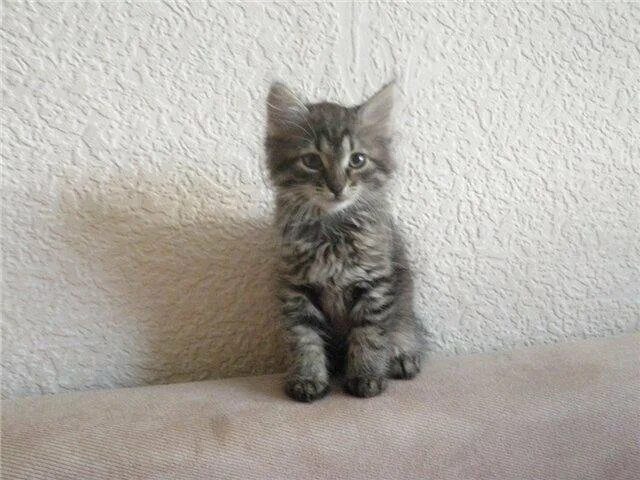 Котенок 2 5 месяца фото Неактивно