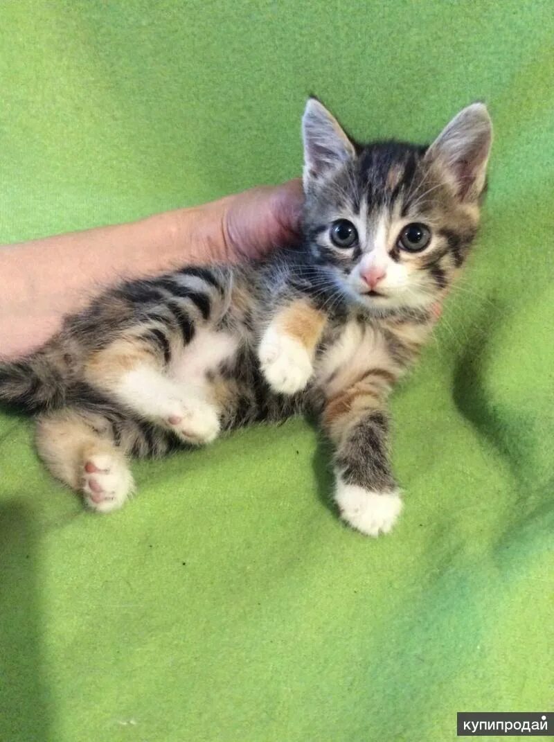 Котенок 2 5 месяца фото Котенок кошечка 2 месяца ищет хозяина в Санкт-Петербурге