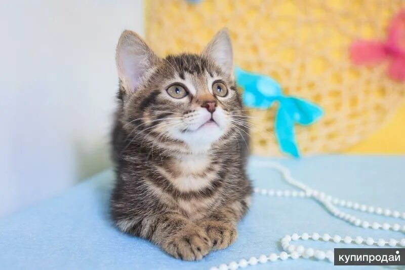 Котенок 2 5 месяца фото Мраморный" котенок 2,5 мес в добрые руки. в Москве