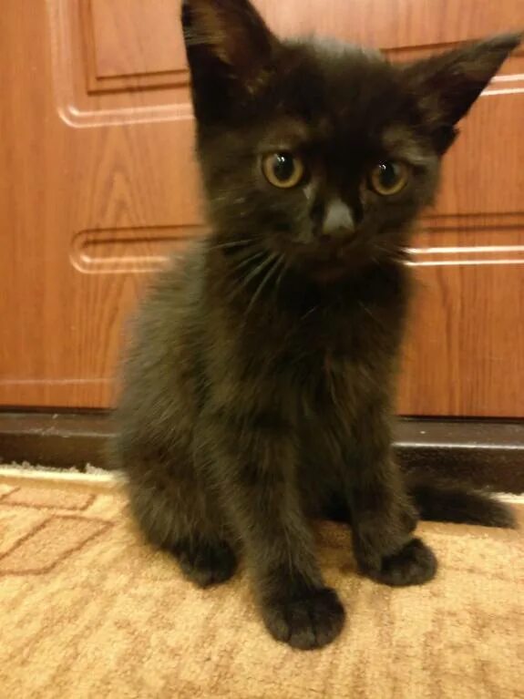 Котенок 2 5 месяца фото Котёнок, 2.5 месяца - Отдам так, отдам даром, отдам бесплатно