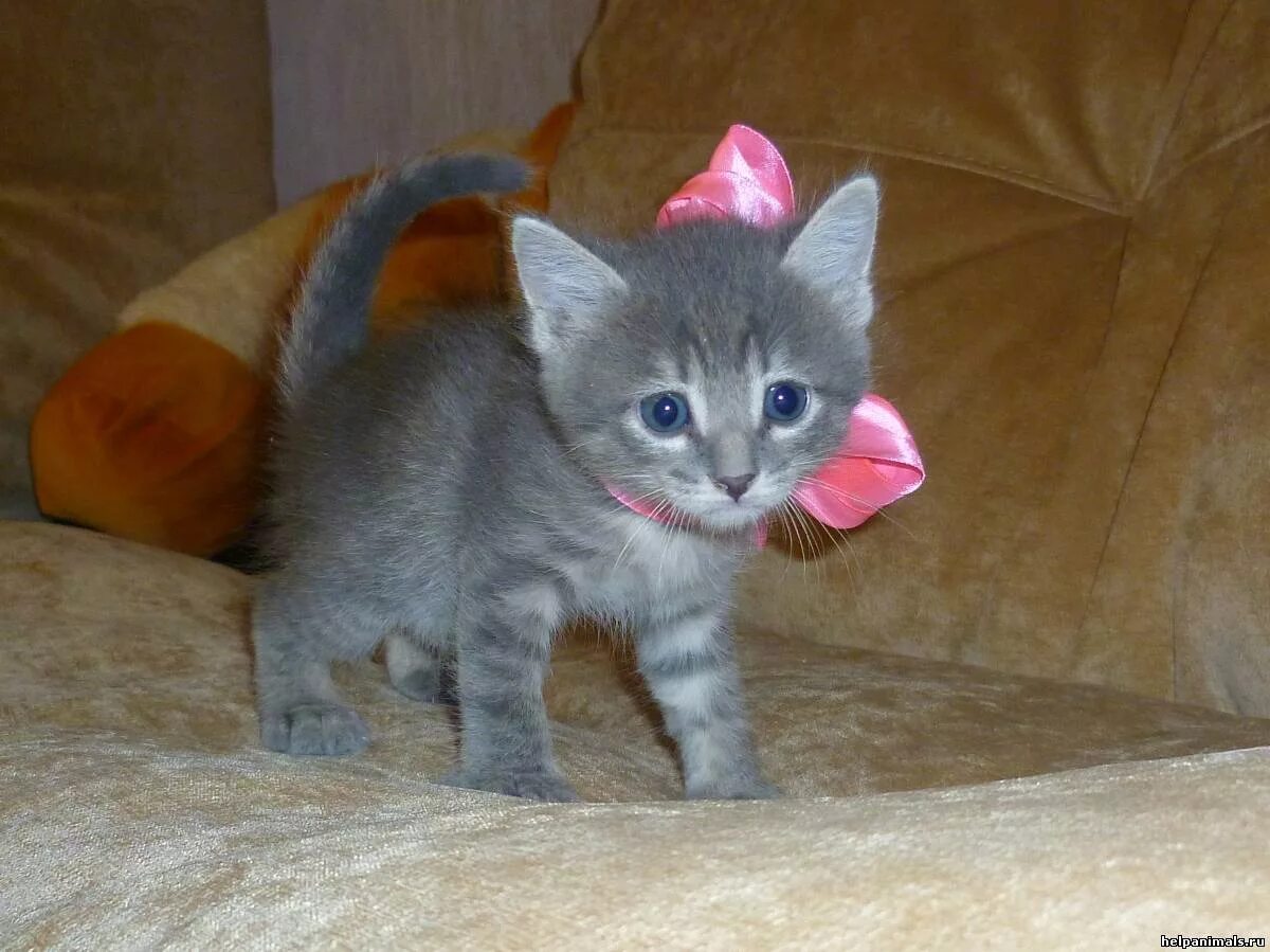 Котенок 2 5 месяца фото Супер-Котята 1,5 мес! - Счастливые истории - Благотворительный фонд помощи бездо