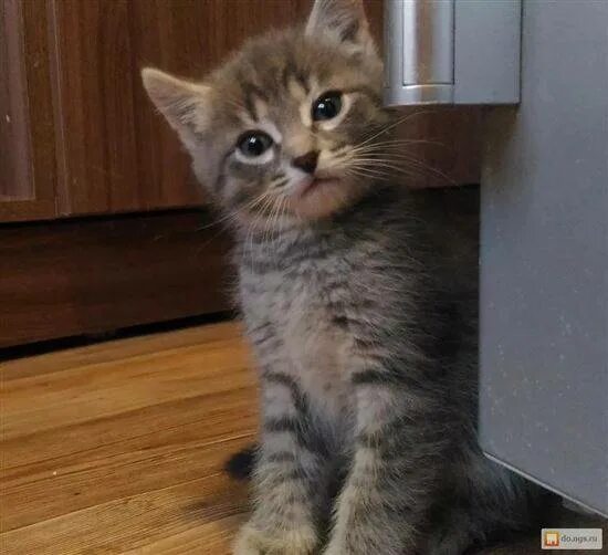 Котенок 2 месяца фото Невская маскарадная кошка & фото, описание породы, характер, уход, имена Невская