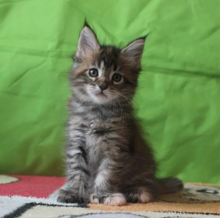 Котенок 2 месяца фото Котята Мей кун - купить в Москве, цена 3 000 руб., дата размещения: 30.06.2023 -