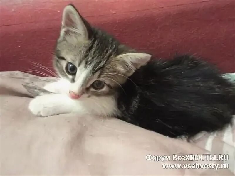 Котенок 2 месяца фото Кошки - Котенок 2 месяца, Санкт-Петербург (Объявление о животных № 5920) - галер