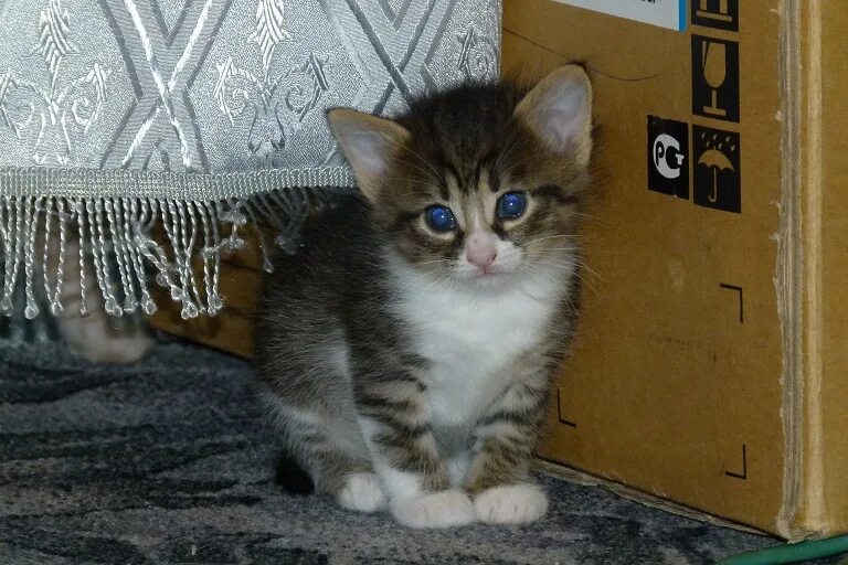Котенок 2 месяца фото как выглядит Как выглядят котята в 2 месяца