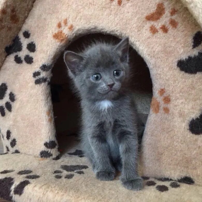 Котенок 2 месяца фото как выглядит Котенок 2 месяца - купить в Тюмени, бесплатно, продано 24 декабря 2017 - Кошки