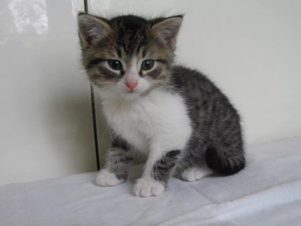 Котенок 2 месяца фото как выглядит Не актуально. котята девочки 2 месяца и 4 месяца (рег.№ 24670) - Доска объявлени