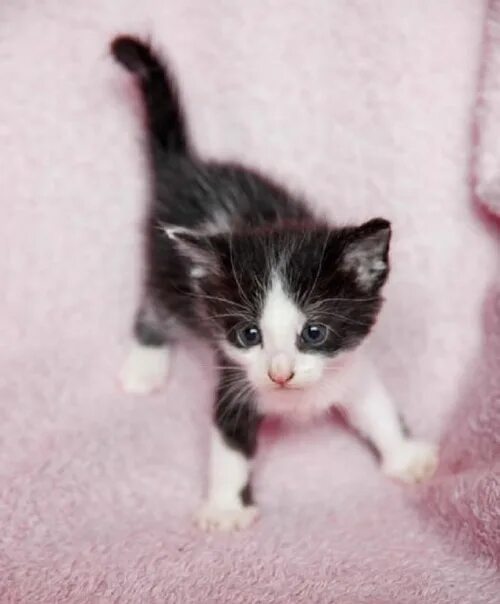 Котенок 2 месяца фото как выглядит Кошки, собаки и другие животные в добрые руки!: записи сообщества ВКонтакте