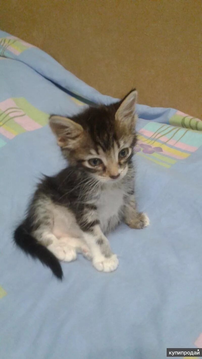 Котенок 2 месяца фото размеры Отдам в хорошие руки в Ставрополе