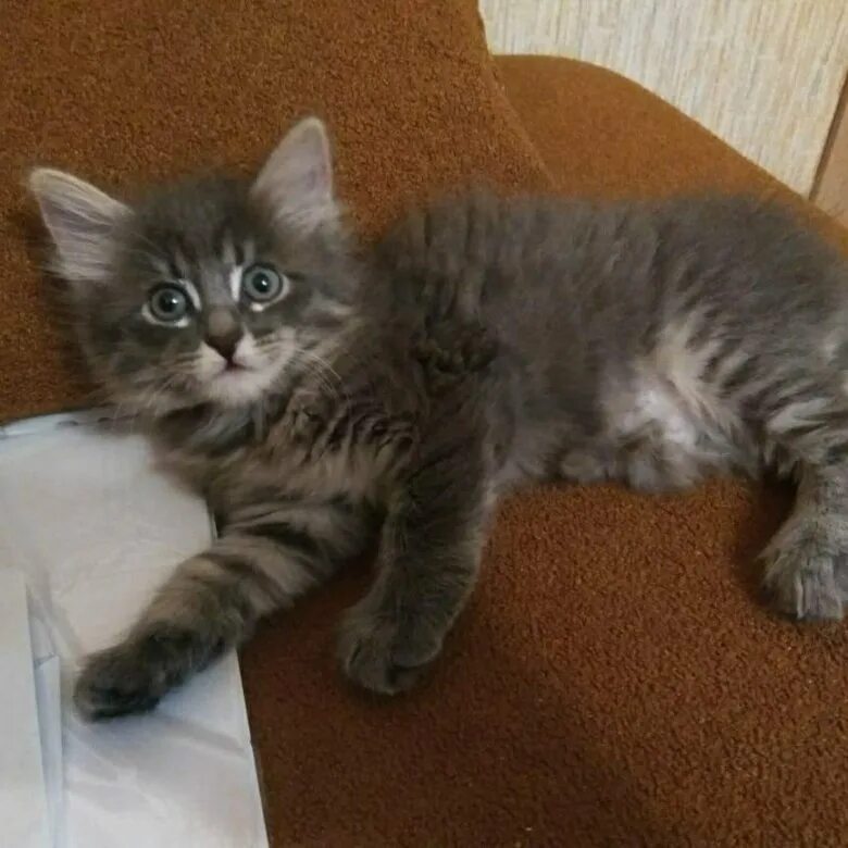 Котенок 2 месяца фото размеры Котёнок 2 месяца - купить в Балашихе, цена 11 руб., продано 20 октября 2018 - Ко