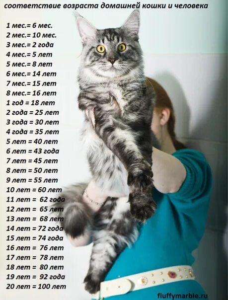 Котенок 2 месяца фото размеры и вес Вес мейн куна в 6 месяцев