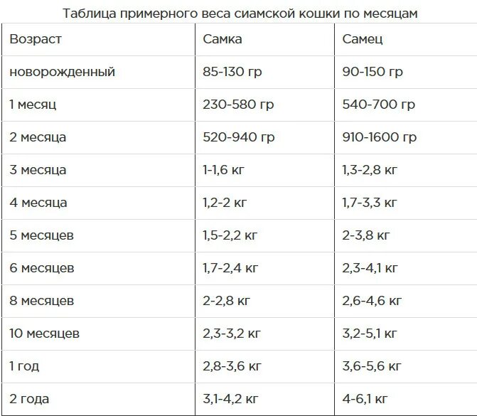 Котенок 2 месяца фото размеры и вес Ответы Mail.ru: Кто сильнее ласка или сиамская кошка?