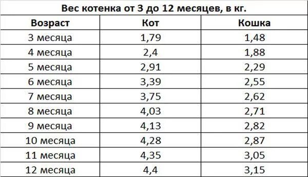 Котенок 2 месяца фото размеры и вес Вес котенка