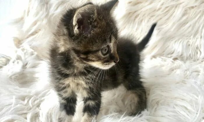 Котенок 2 месяца фото размеры и вес Чем кормить котенка 2 месяца: натуральный или сухой корм? Сколько корма давать?