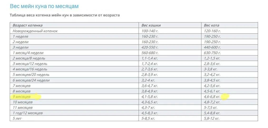 Котенок 2 месяца фото размеры и вес Вес мейн куна в 6 месяцев