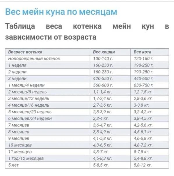 Котенок 2 месяца фото размеры и вес Таблица весов мейн кунов