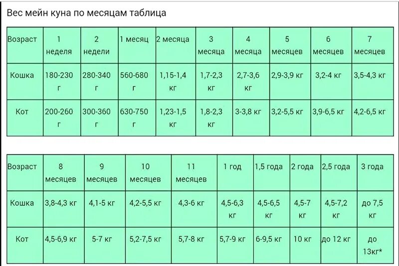 Котенок 2 месяца фото размеры и вес Сколько на самом деле весят Мейн-куны? Лунное солнце Дзен