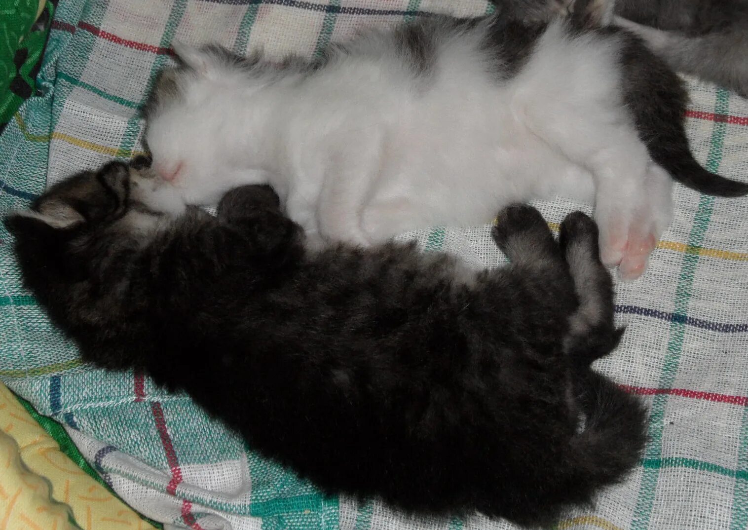 Котенок 2 недели фото Котята: вторая неделя жизни Кот, кошка и котята