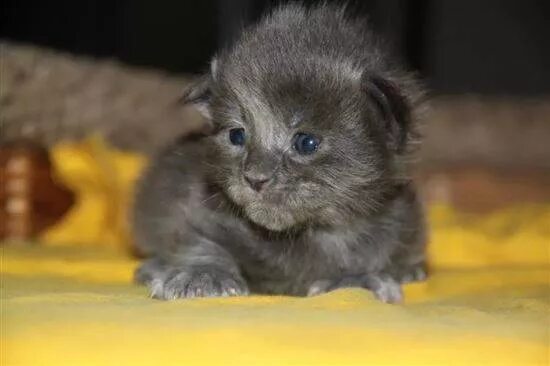 Котенок 2 недели фото Котята 2 Недели Фото Обычные