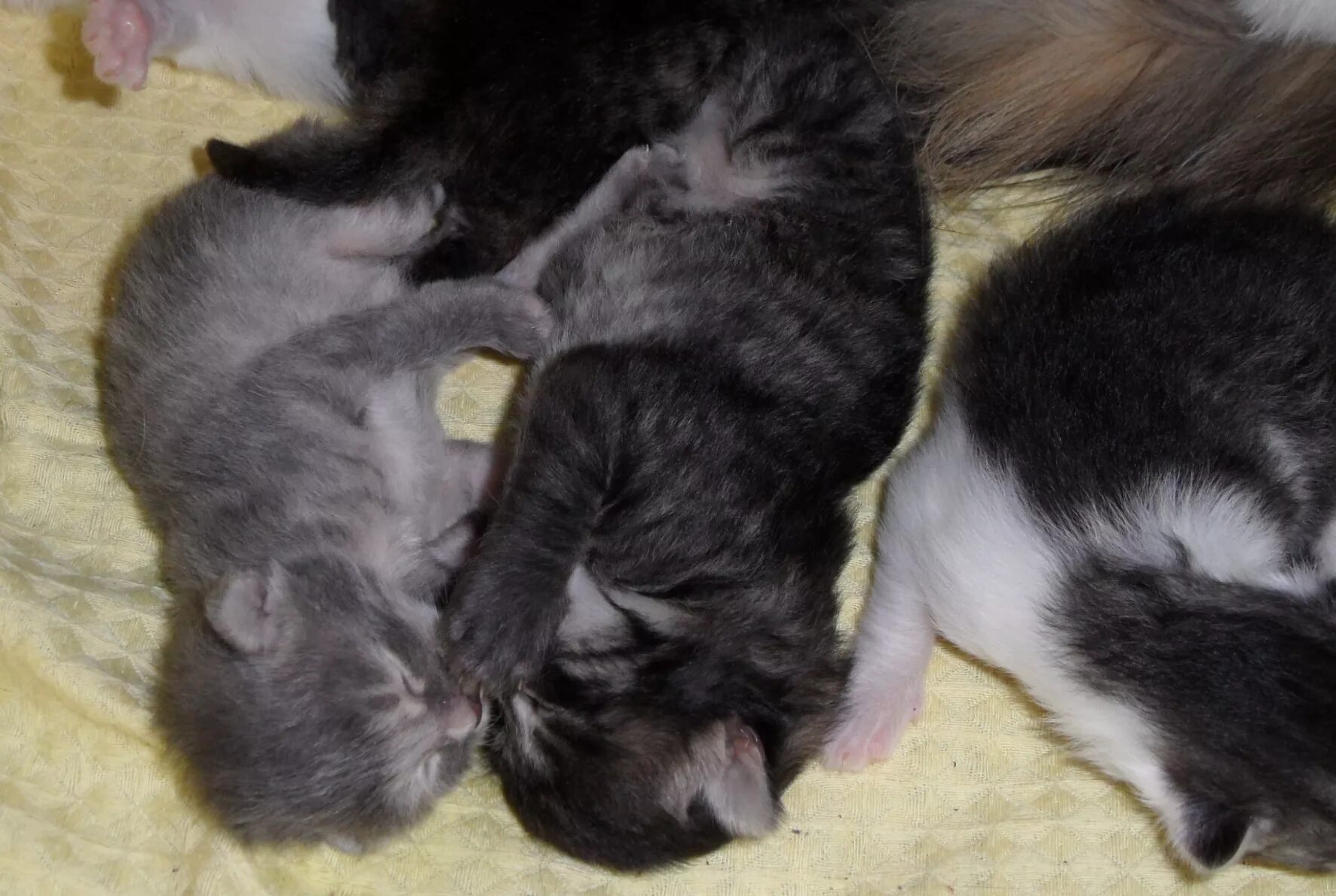 Котенок 2 недели фото Котята: вторая неделя жизни Кот, кошка и котята