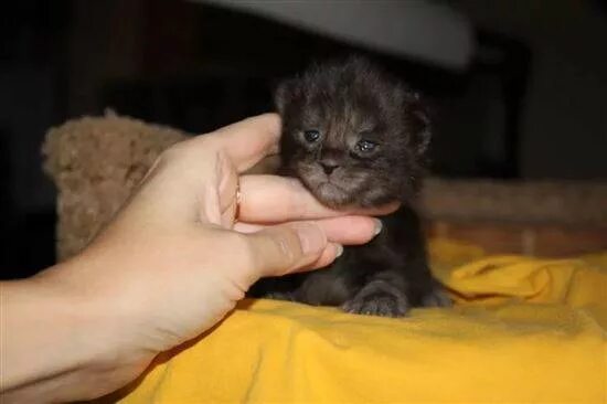 Котенок 2 недели фото Котенок 2 Недели Фото