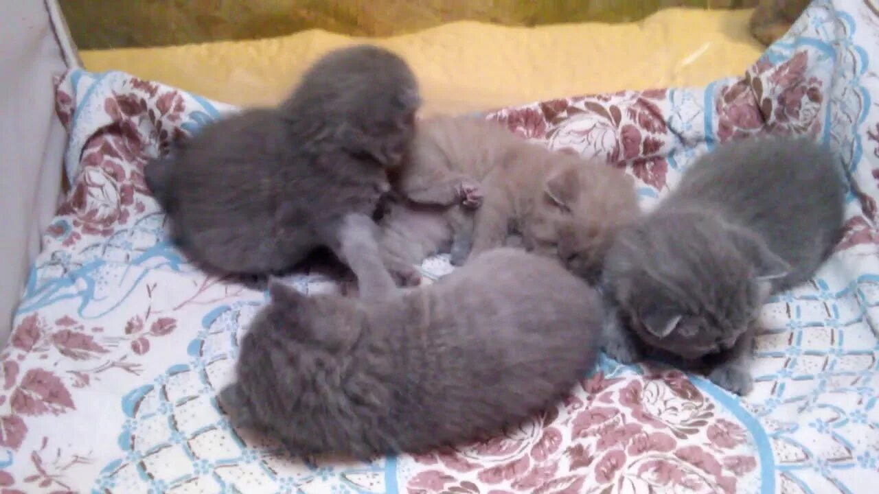 Котенок 2 недели фото Британские котята в возрасте 3 недели (Litter-F2) - YouTube