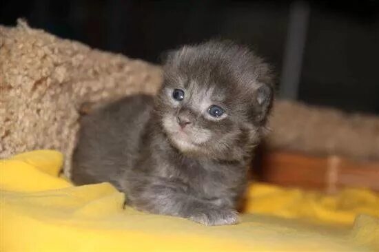 Котенок 2 недели фото Фотографии КОТЯТА 2 НЕДЕЛИ ФОТО