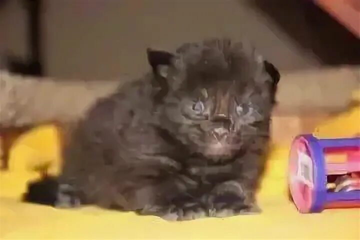 Котенок 2 недели фото Котята 2 Недели Фото Обычные