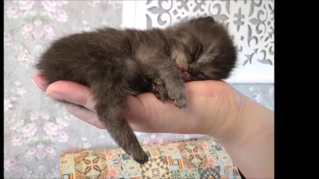 Котенок 2 недели фото Малыш котенок открывает глазки) - YouTube