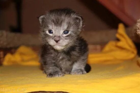 Котенок 2 недели фото Как Выглядит Котенок В 2 Недели Фото