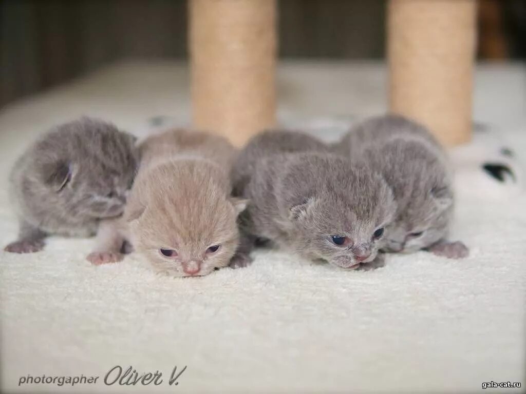 Котенок 2 недели фото как выглядит Британские котята голубые, лиловые (Litter-F2) - 17 Ноября 2017 - Питомник GALA-