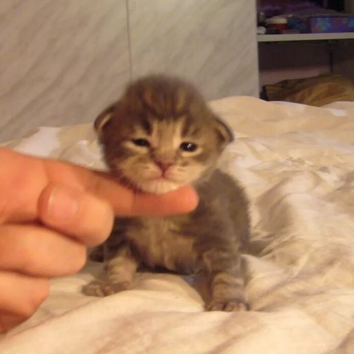 Котенок 2 недели фото как выглядит Котятам две недели - Наши котята =А= 26.04.08 - Фото Мейн-кунов - Питомник кошек