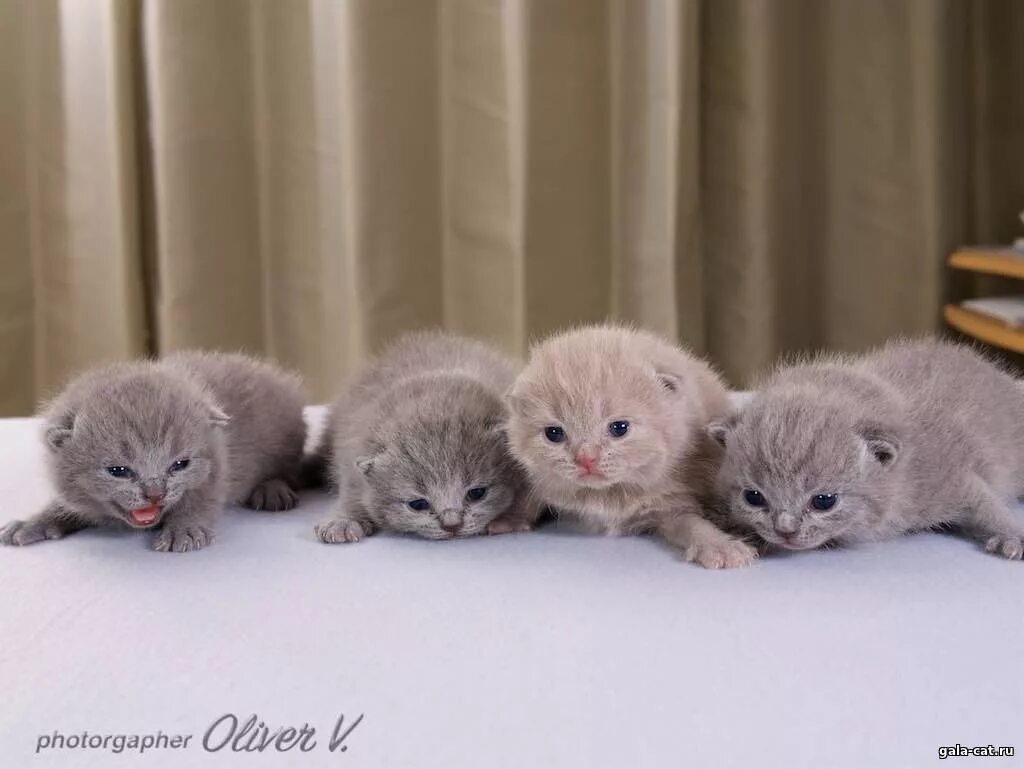 Котенок 2 недели фото как выглядит Британским котятам две недели - Питомник GALA-CAT