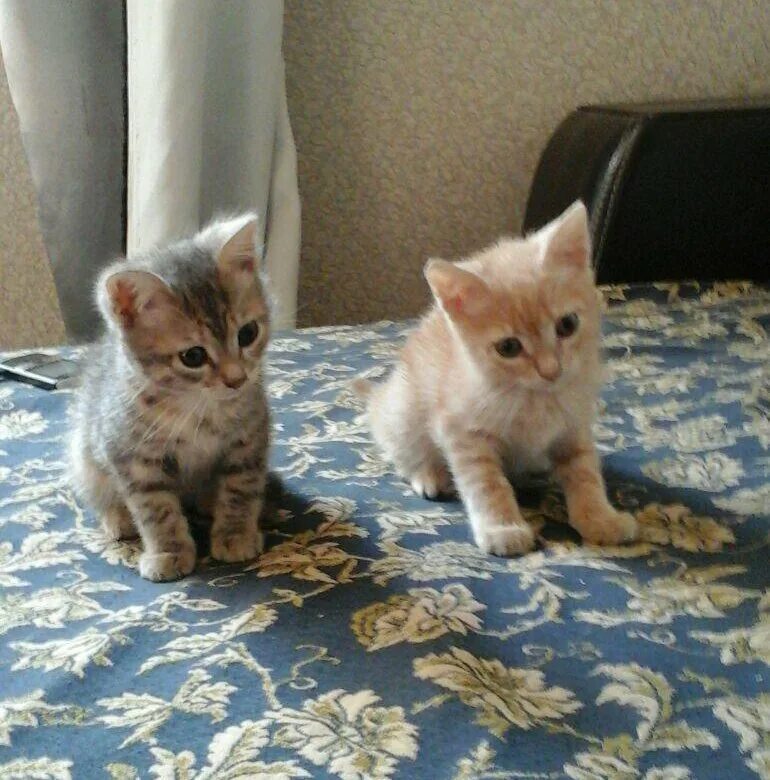 Котенок 2.5 месяца фото Котята 2,5 месяца - купить в Новосибирске, цена 1 руб., продано 23 апреля 2018 -