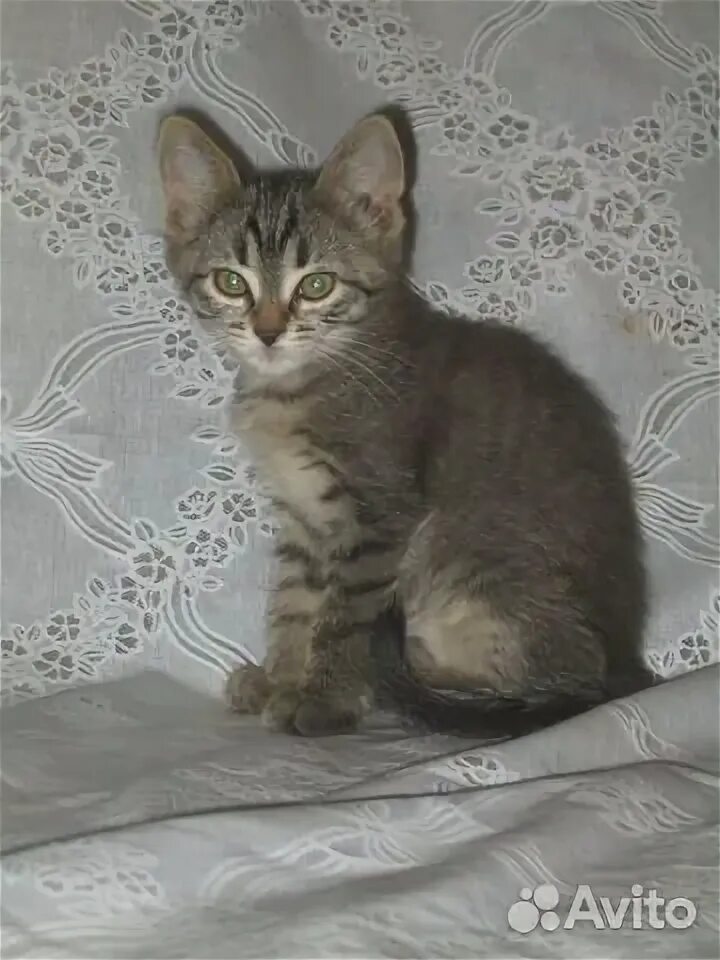 Котенок 3 4 месяца фото Котята купить во Владикавказе Животные и зоотовары Авито