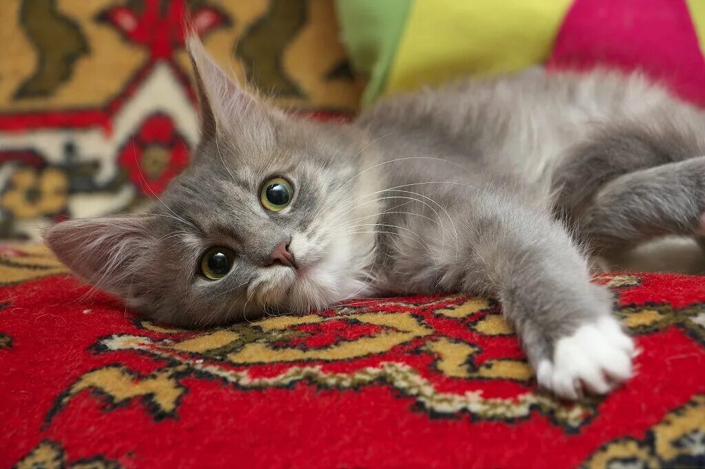 Котенок 3 4 месяца фото Котенок-девочка, принесенная в приют Заметки волонтера Дзен