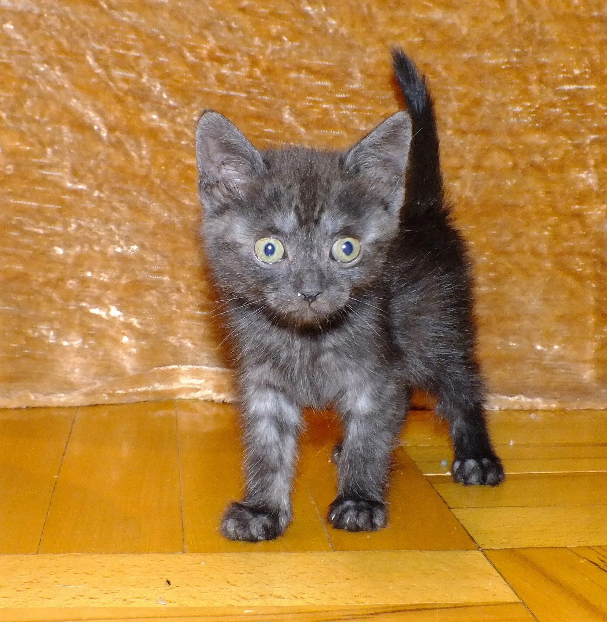 Котенок 3 4 месяца фото Мультяшки, 2 мес. - Домашние животные - Отдам / Возьму в хорошие руки - Форум на