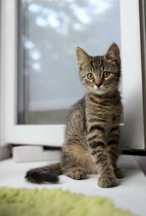 Котенок 3 4 месяца фото Котёнок 3 месяца - купить в Москве, бесплатно, продано 26 сентября 2018 - Кошки